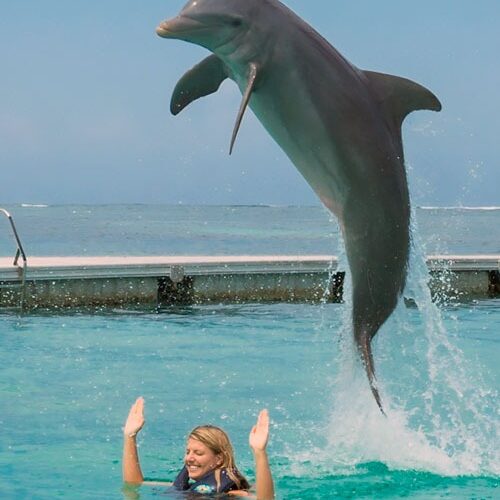 SWIM WITH THE DOLPHINS IN PUNTA CANA