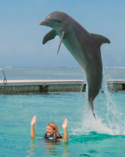 SWIM WITH THE DOLPHINS IN PUNTA CANA